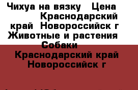Чихуа на вязку › Цена ­ 1 500 - Краснодарский край, Новороссийск г. Животные и растения » Собаки   . Краснодарский край,Новороссийск г.